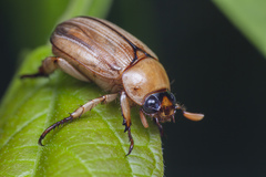 Anomala pallida