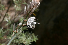 Anthophora alluaudi
