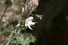 Anthophora alluaudi