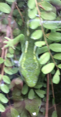 Naultinus punctatus
