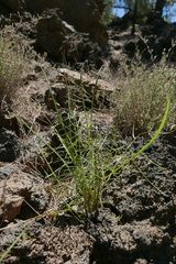Sonchus leptocephalus