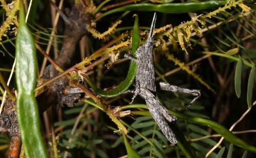 Clematodes larreae
