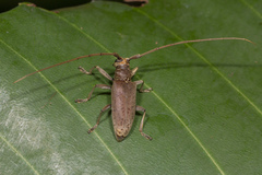 Acalolepta rusticatrix