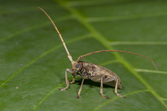Acalolepta rusticatrix