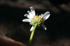 Argyranthemum adauctum dugourii