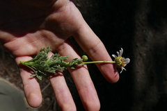 Argyranthemum adauctum dugourii