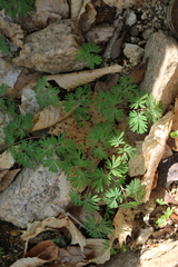 Dicentra cucullaria
