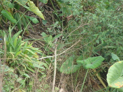 Myiophobus crypterythrus