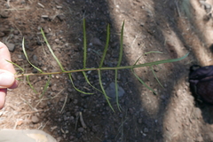 Sonchus leptocephalus