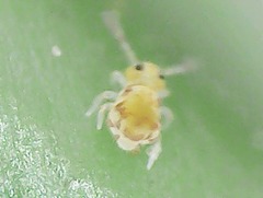 Deuterosminthurus pallipes