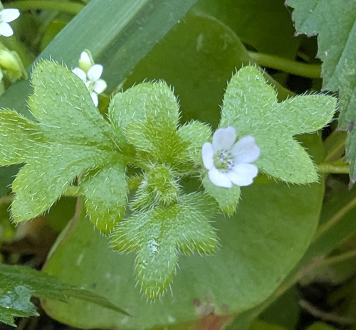 Smallflower nemophila (Nemophila parviflora)