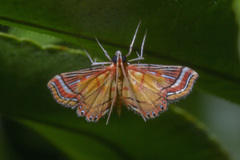 Ambia decoralis