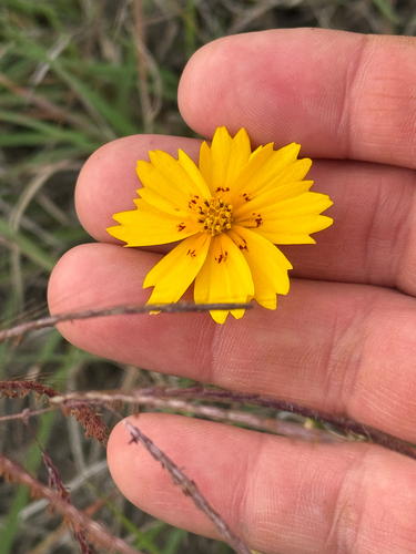 Coreopsis nuecensis, photograph 5
