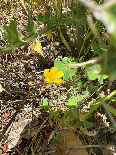 Oxalis pilosa, photograph 2