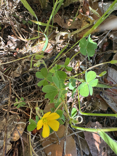 Oxalis pilosa