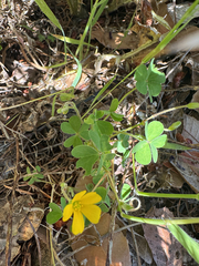 Oxalis pilosa