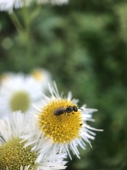 Lasioglossum imitatum