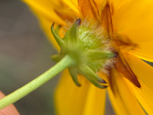 Coreopsis nuecensis, photograph 4
