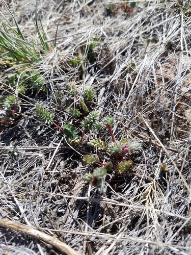 Image of Ivesia webberi by no rights reserved