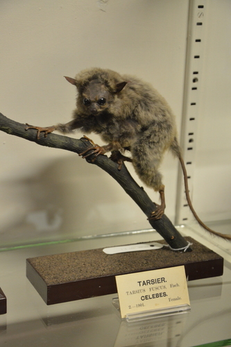 Makassar Tarsier