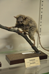 Makassar Tarsier photo 1