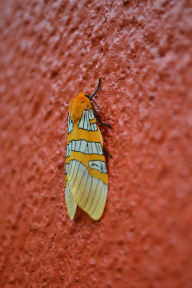 Halysidota masoni
