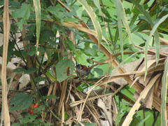 Cantorchilus nigricapillus