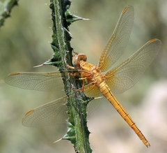 Orthetrum coerulescens