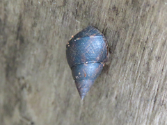 Littoraria scabra