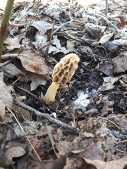 Morchella diminutiva