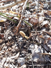 Morchella diminutiva