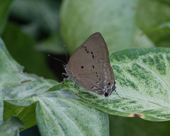 Parrhasius polibetes