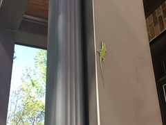 Anolis carolinensis