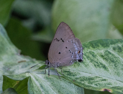 Parrhasius polibetes