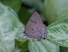 Parrhasius polibetes