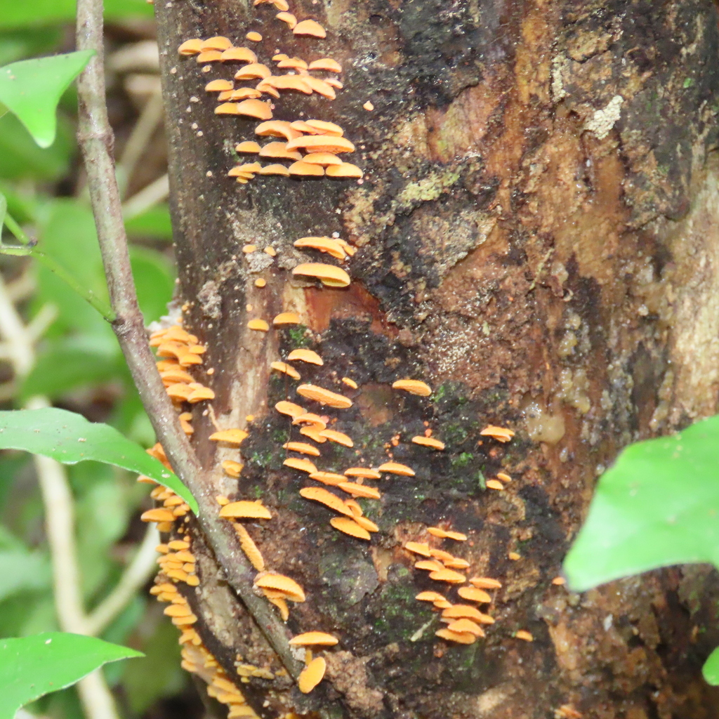 Favolaschia claudopus · April 2026 · photo: © dianne_and_gordon_purdie (iNaturalist, cc0)