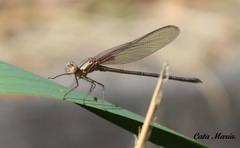Hetaerina vulnerata