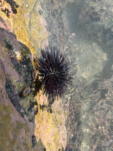Central American Rock-boring Urchin (Echinometra vanbrunti)
