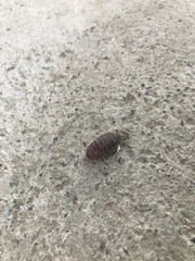 Glomeridae