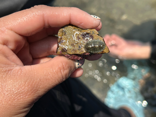 Ischnochiton muscarius (Ischnochiton muscarius)