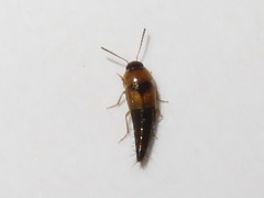 Tachyporus solutus