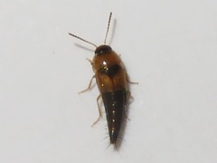 Tachyporus solutus