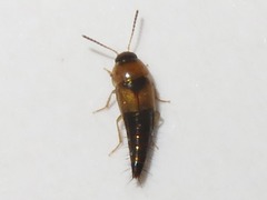 Tachyporus solutus