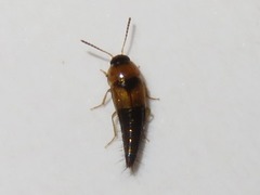 Tachyporus solutus