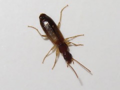 Paradromius linearis