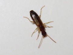 Paradromius linearis