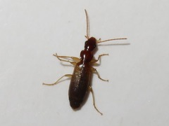 Paradromius linearis