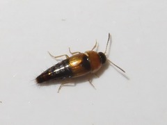 Tachyporus solutus