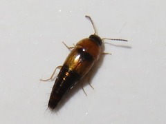 Tachyporus solutus