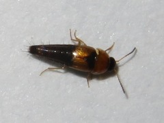 Tachyporus solutus